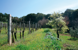 Brunello, Collemattoni